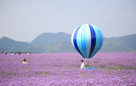 Guizhou draws tourists with purple 'sea' of flowers