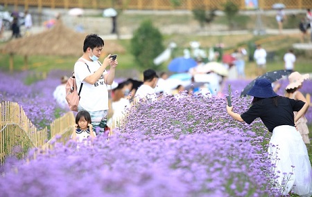 Guizhou draws tourists with purple 'sea' of flowers