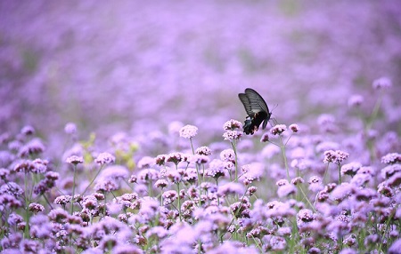 Guizhou draws tourists with purple 'sea' of flowers