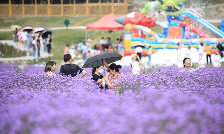 Guizhou draws tourists with purple 'sea' of flowers