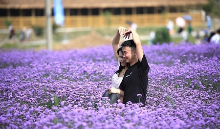 Guizhou draws tourists with purple 'sea' of flowers