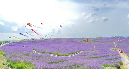 Guizhou draws tourists with purple 'sea' of flowers