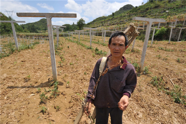 45-day drought scorches vast swathes of crops