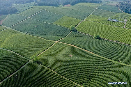 Scenery of tea garden in Guiyang