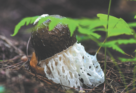 Edible fungus industry stimulates rural revitalization in Guiyang