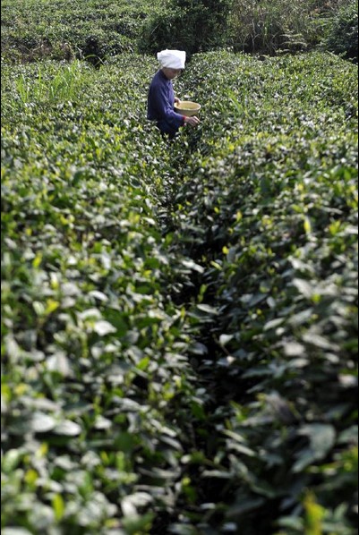 Farmers busy with picking 