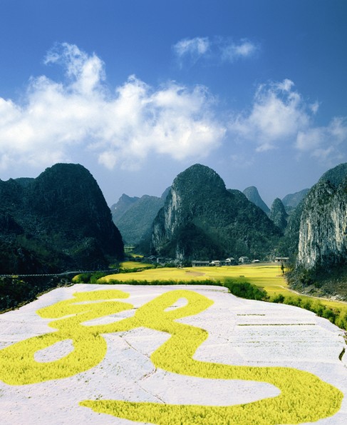 Enjoy the beauty of canola flowers in Guizhou