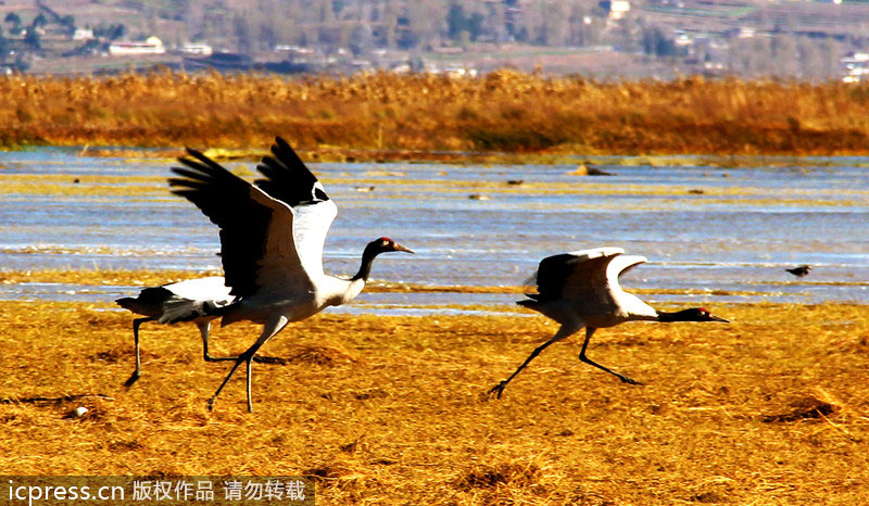 SW China province to invest heavily on migratory bird habitat protection