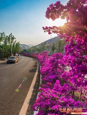 Bougainvillea is the plant of choice in Qianxinan