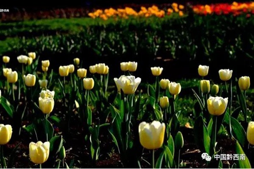 Tulips salute early spring