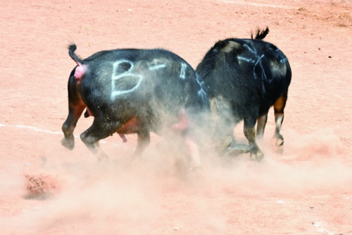 Bulls fight for honor in Kaiyang