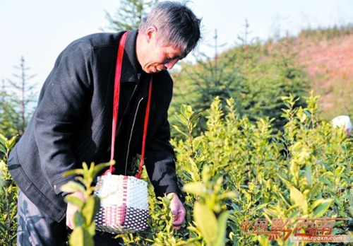 Spring tea-picking brings wealth