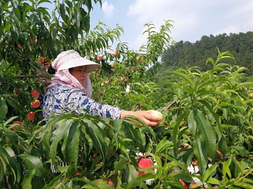 E-commerce helps Guizhou peaches sell nationwide