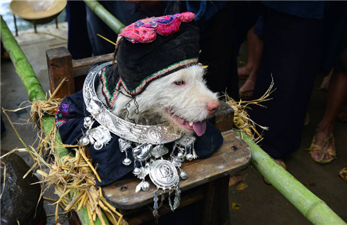 Festival expresses Miao people's gratitude to dogs