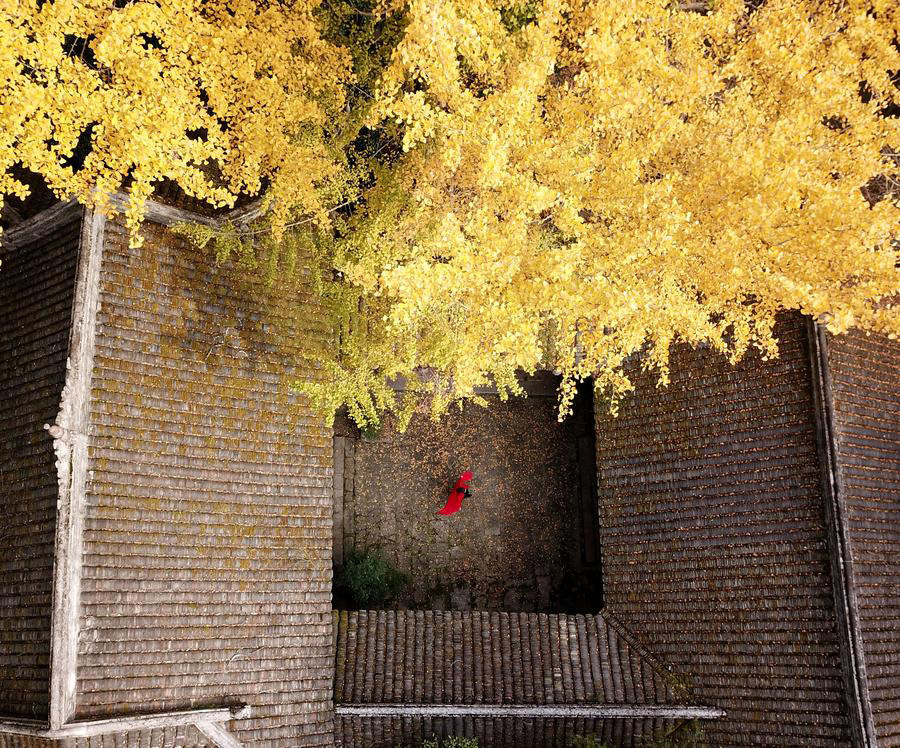 Beautiful scenery of ginkgo trees in SW China's Guizhou