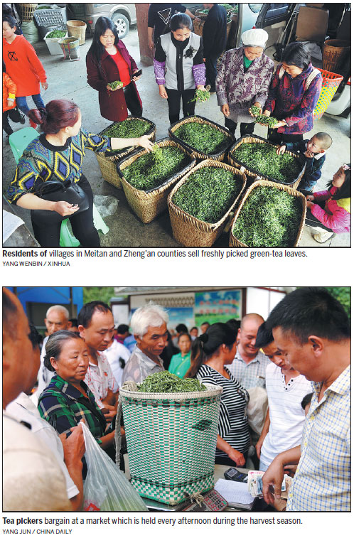 Tea cultivation brews rich lives for villagers