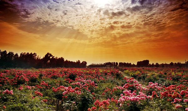 Nanyang, the rose garden of China