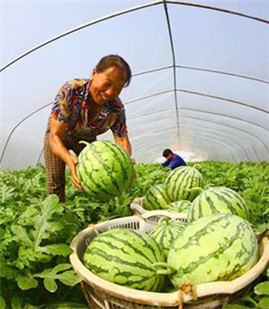 A season of fruit and flowers in Changsha county