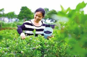 A season of fruit and flowers in Changsha county