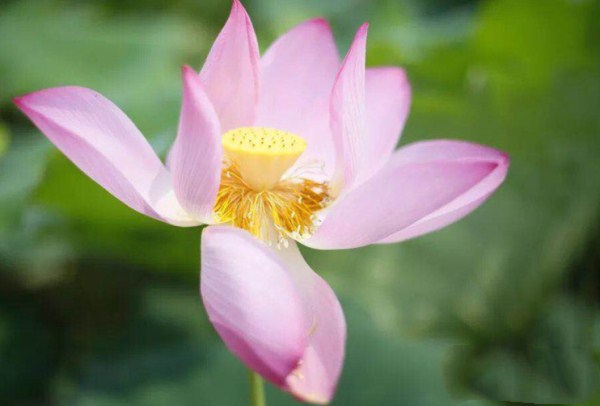 Enjoy life at the green lotus pond in Changsha county