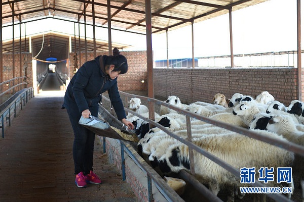 College graduate raises sheep on farm