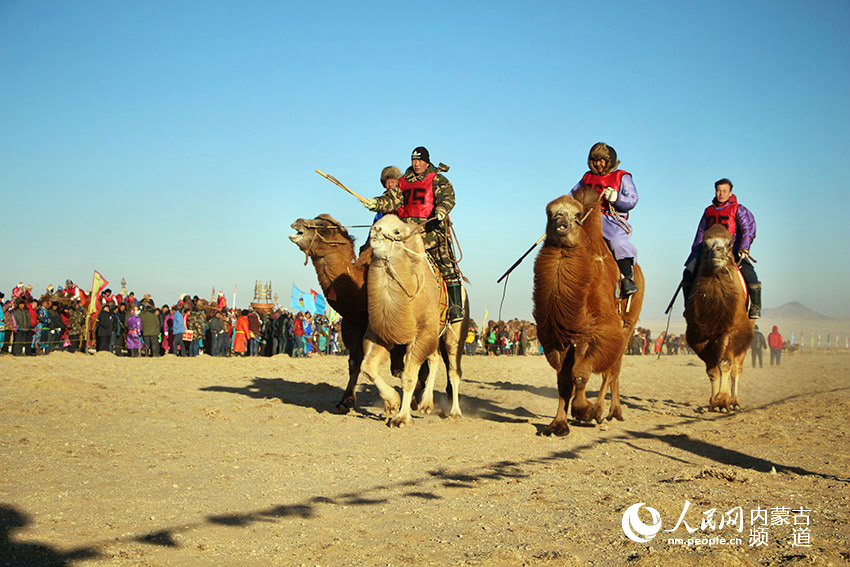 Camel race begins in Bayannur