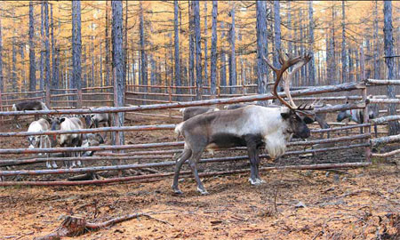 Last of the reindeer hunters