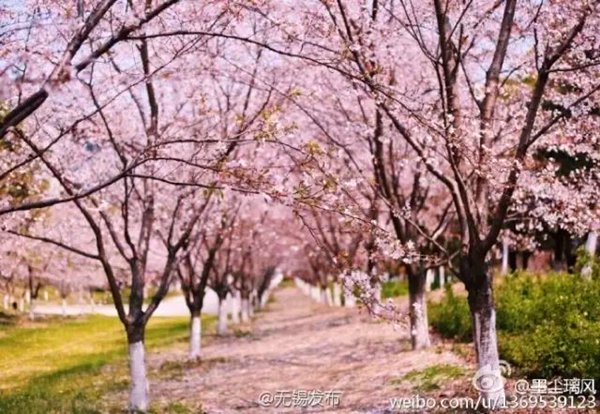 Cherry blossom viewing destinations in Wuxi