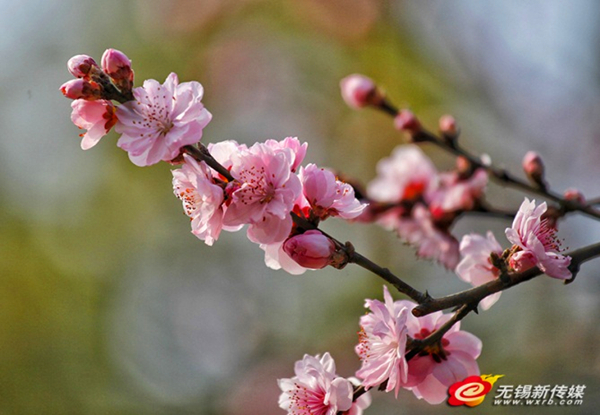 Peach blossom blooms early