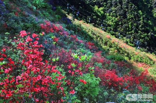 The 2012 First Wugong Mountain Azalea Festival kicks off