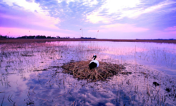 Xianghai national nature reserve