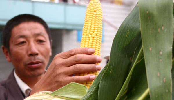 Jilin has another record harvest year