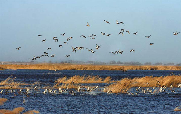 Creating a habitat where tourists roam freely