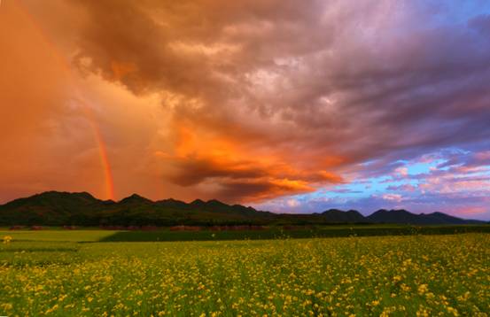 Rapeseed flowers blossoming in NE China