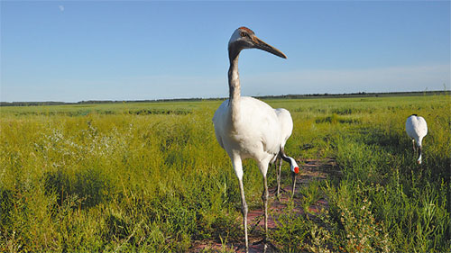 Bringing Jilin's wetlands back to life