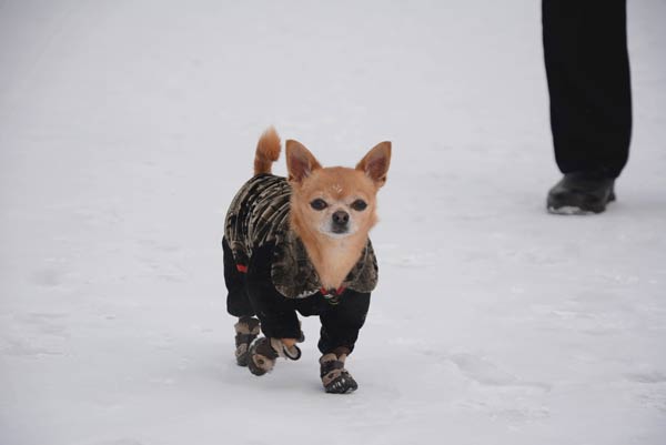 NE China gets its first snowfall this year