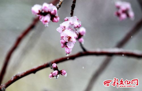 Snowfall hits Jilin a month ahead of summer