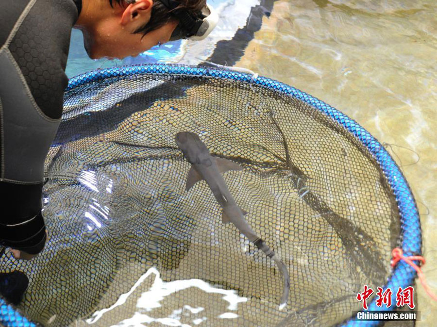 Baby shark born in NE China