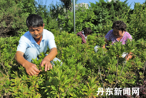 Garden Dandong