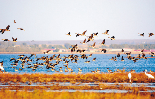 Wolong Lake sees large numbers of migratory birds