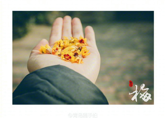 Blooming wintersweet perfumes Qingdao road