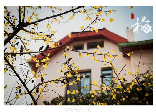 Blooming wintersweet perfumes Qingdao road