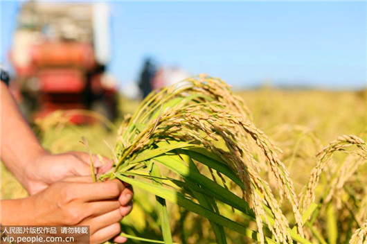 Yield of sea-rice developed by 'father of hybrid rice' to be estimated