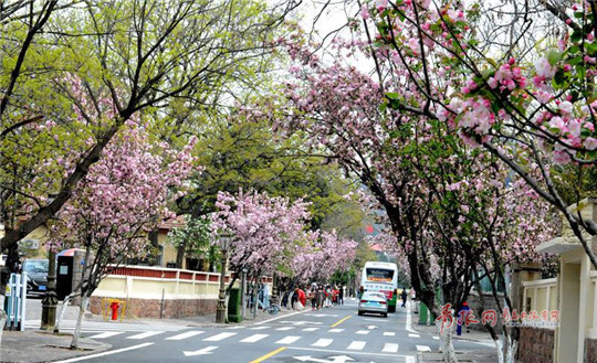 Stunning flowering Chinese crabapples dazzle Qingdao