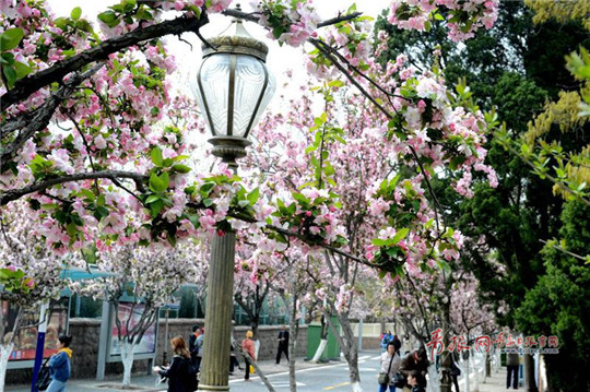 Stunning flowering Chinese crabapples dazzle Qingdao