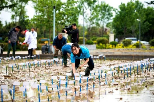 Sea rice experimental planting starts in Qingdao