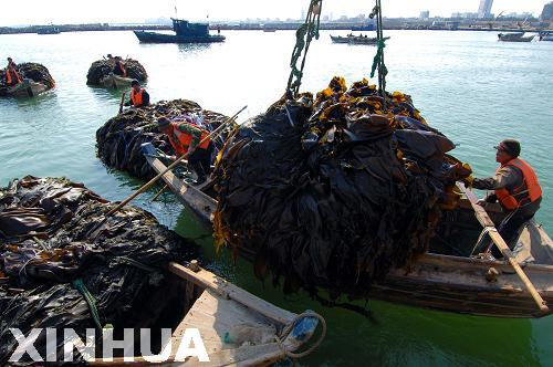 山東榮成10萬余畝海帶進入全面收割期