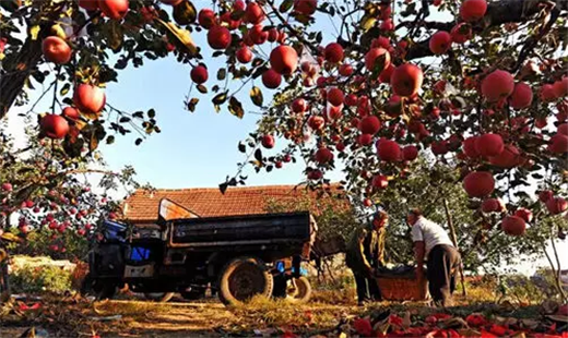 Yantai embraces a bumper crop of apples