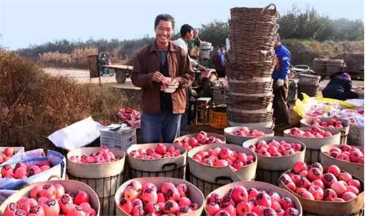 Yantai embraces a bumper crop of apples