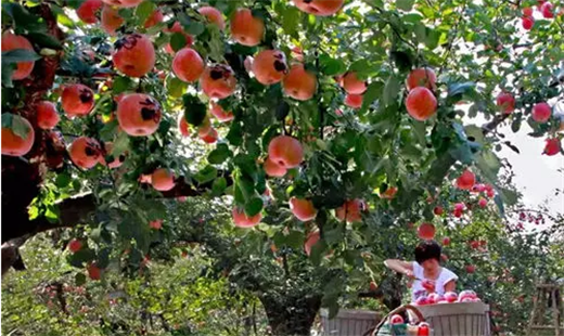 Yantai embraces a bumper crop of apples